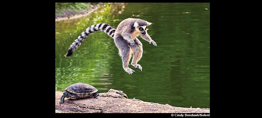 Lémurien sauteur : La tortue et le singe – Cindy Bendush/Solent